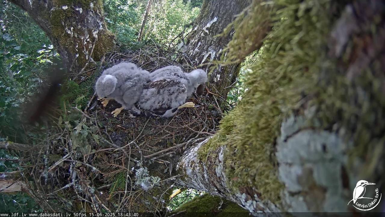 Melnās klijas (Milvus migrans) Kurzemē_ peļu klijāni (Buteo buteo) 12-38-55 screenshot