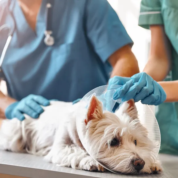 Un veterinario examina a un perro con un cono en la cabeza.