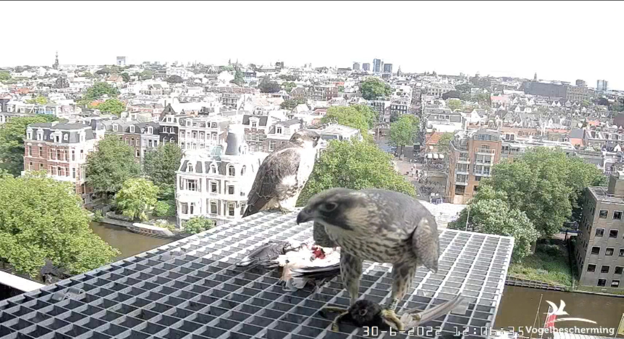 Amsterdam/Rijksmuseum screenshots © Beleef de Lente/Vogelbescherming Nederland - Pagina 35 Video-2022-06-30-120826-Moment-8