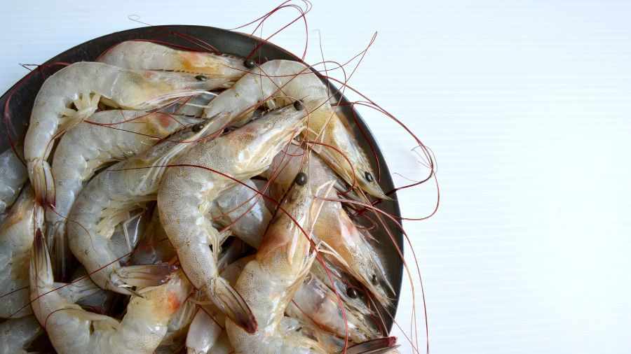 udang segar atau tidak (6)