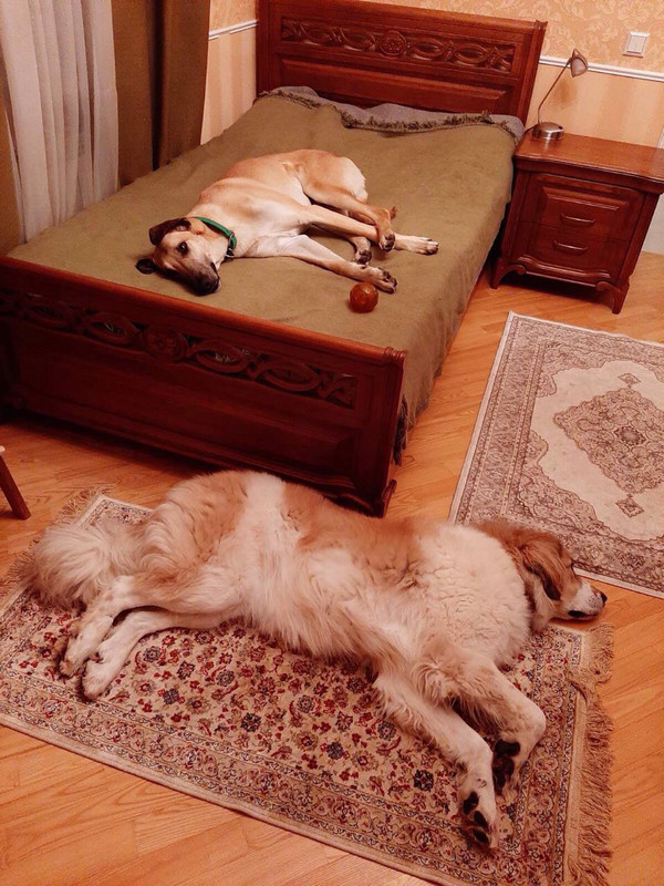 изображение_viber_2019-12-13_22-28-37