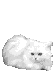 gato1