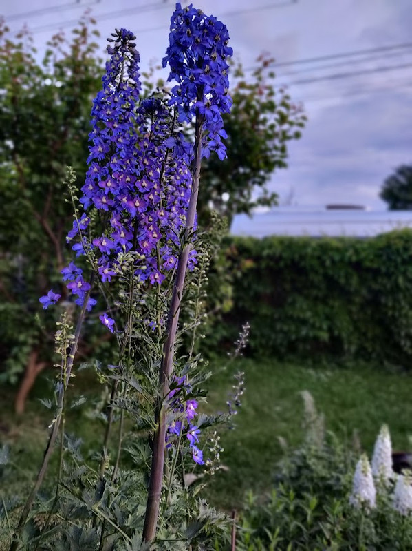 IMG 20260610 210625 Bokeh