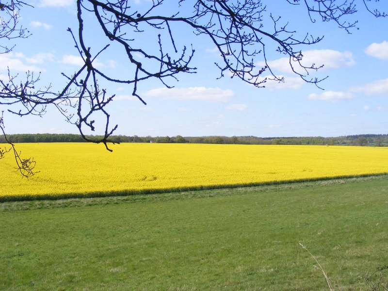mustard-rape.jpg