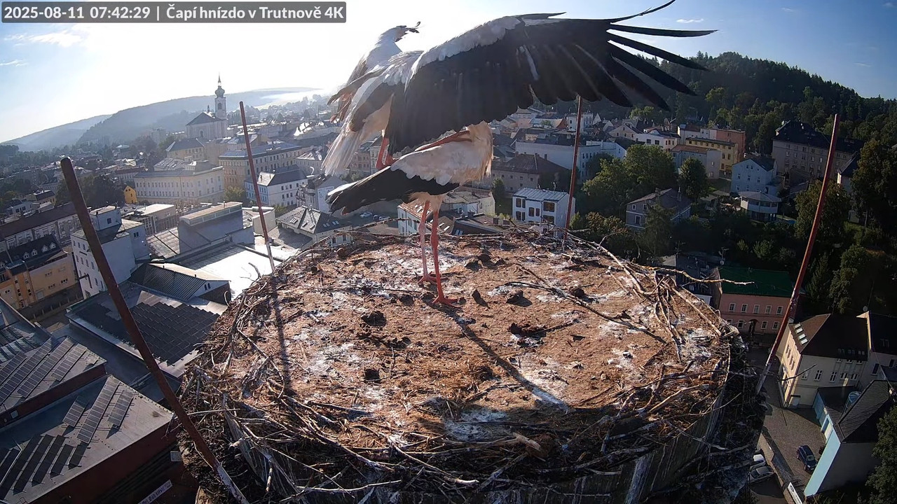 Živě z čapího hnízda na pivovarském komíně v Trutnově 11-54-23 screenshot