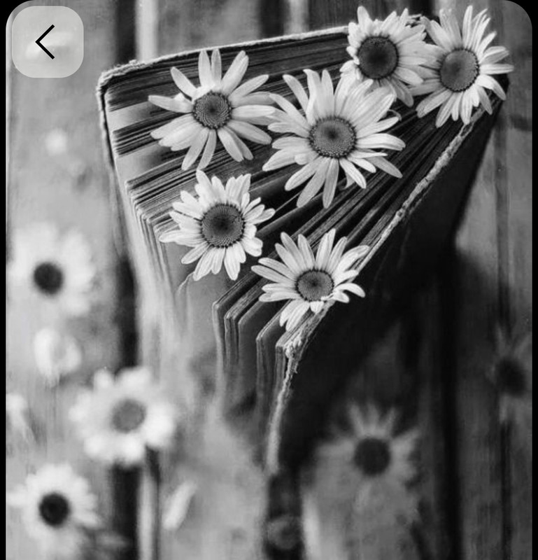 Screenshot_20250924_235609_Pinterest