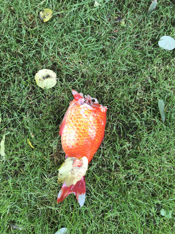 682ABBD5-B122-4ACE-BF2D-88510FDF4ACD