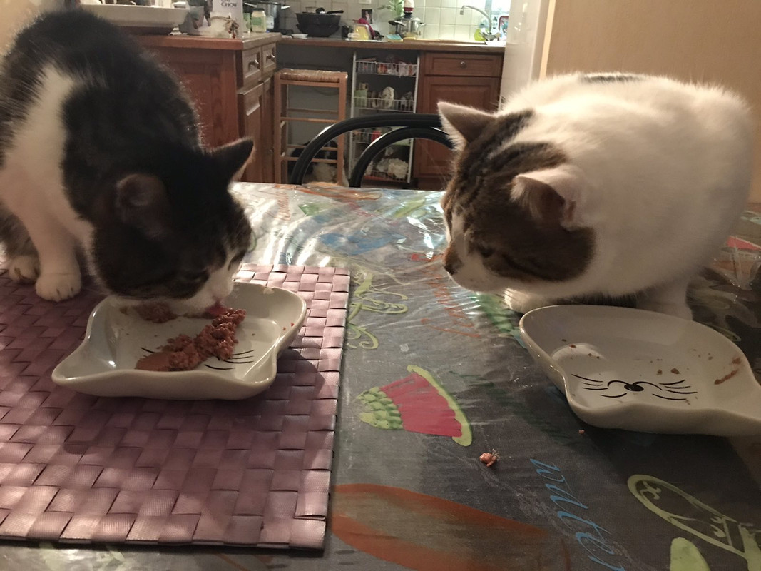 733A35CD-4215-4346-9629-9E2CC2EFF16C