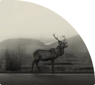 Hållbara nordiska investeringar i naturmiljö – hero-bild.