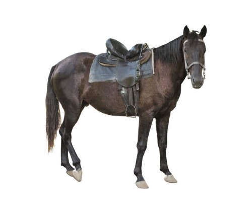 western saddle for sale