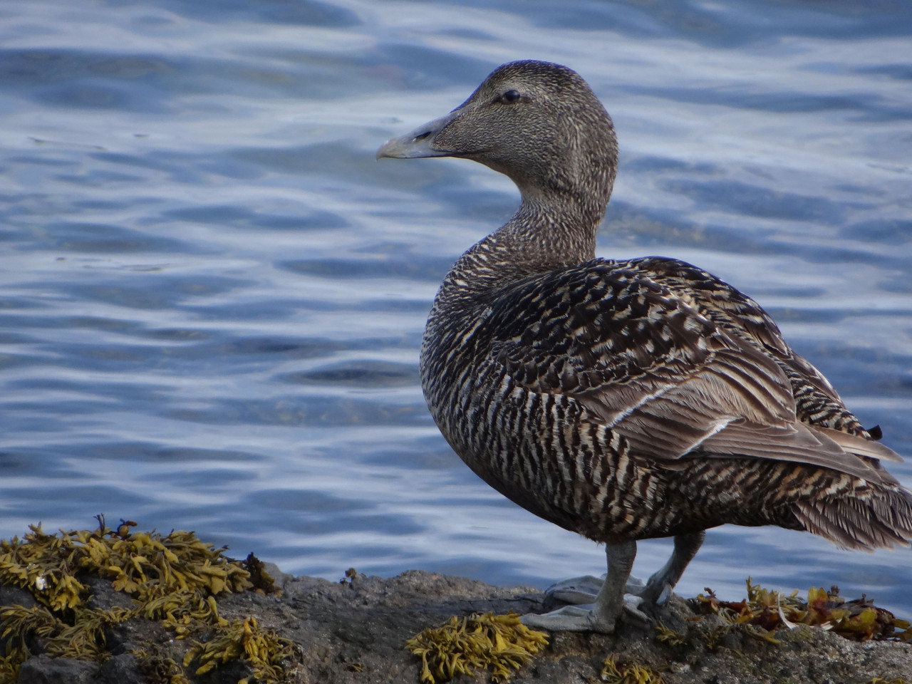 EIDER DUCK 17