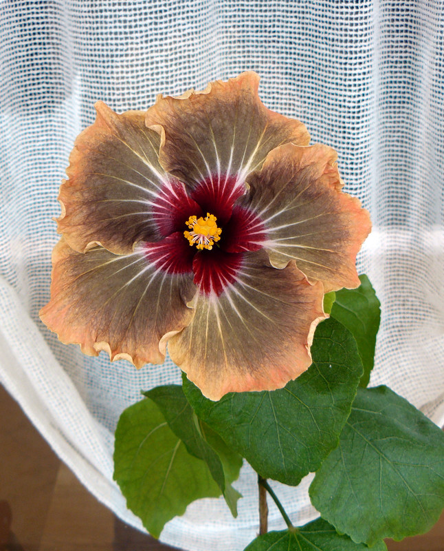 HVH Thunderhead   x   RK Black Pearl 7 , 7.12.2022