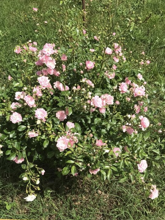 336363C2-B342-4D1B-97CE-A04BCCB7DC9A