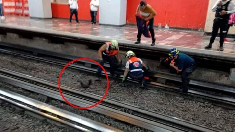Sólo en México: Metro de la CDMX detiene servicio en L9 para rescatar a una gallina; cayó a las vías