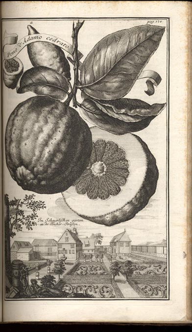 Pomo d Adamo