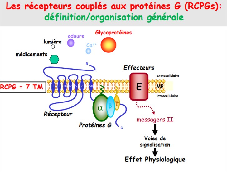 Mécanismes d’action des médicaments - Google Chrome