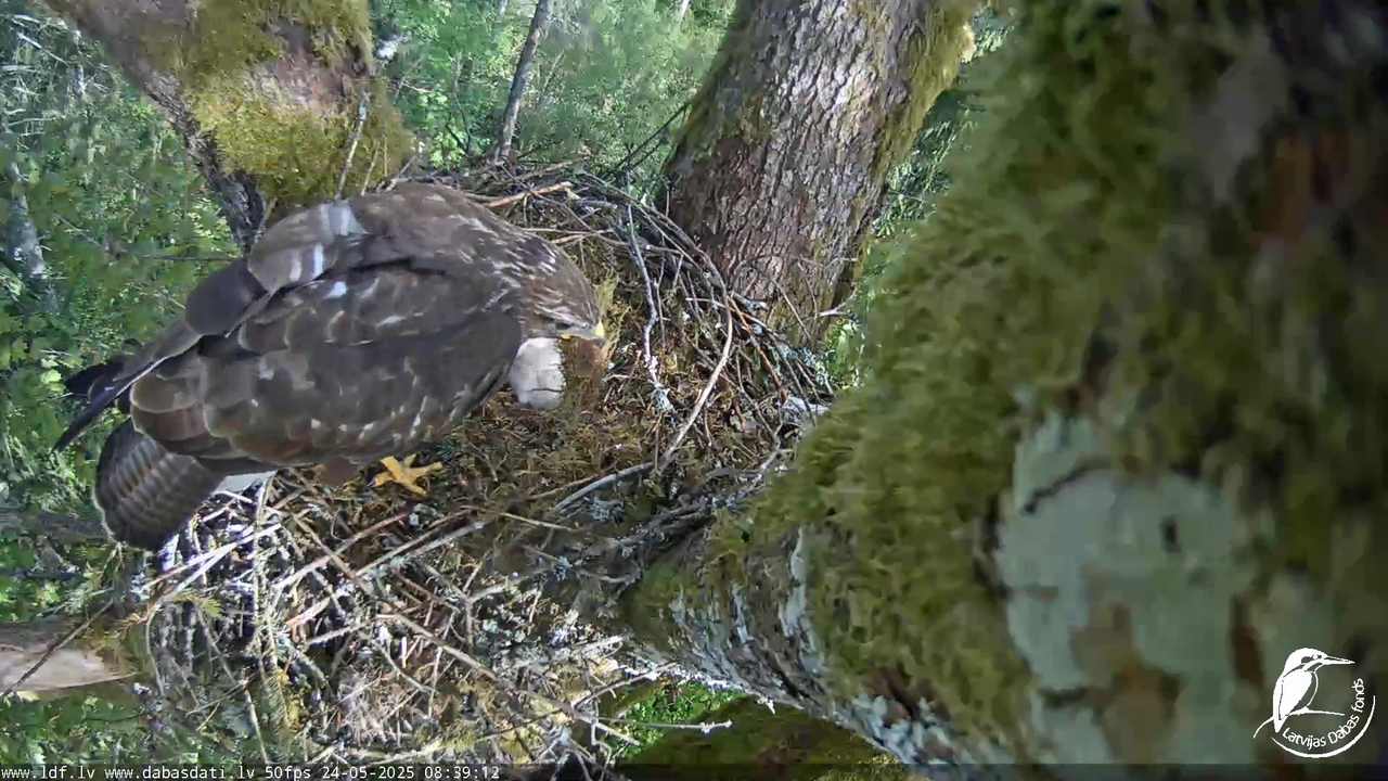Melnās klijas (Milvus migrans) Kurzemē_ peļu klijāni (Buteo buteo) 14-52-57 screenshot
