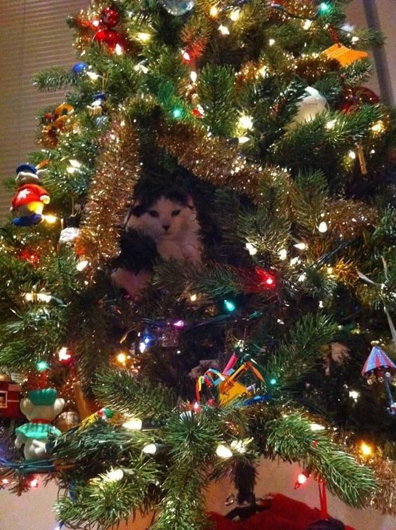 Catchristmastree6e087261b4b83267cd2.jpg