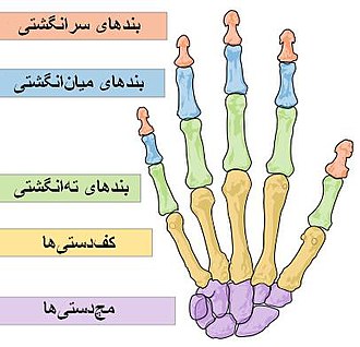 محاسبه دیه قطع بند انگشت به نرخ سال 1404