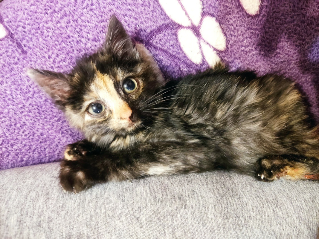 IMG-0cb032b547a482bf2e6b932b9aafbb2c-V