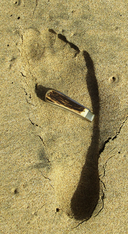 AW Small Sambar LF (2) 10-7