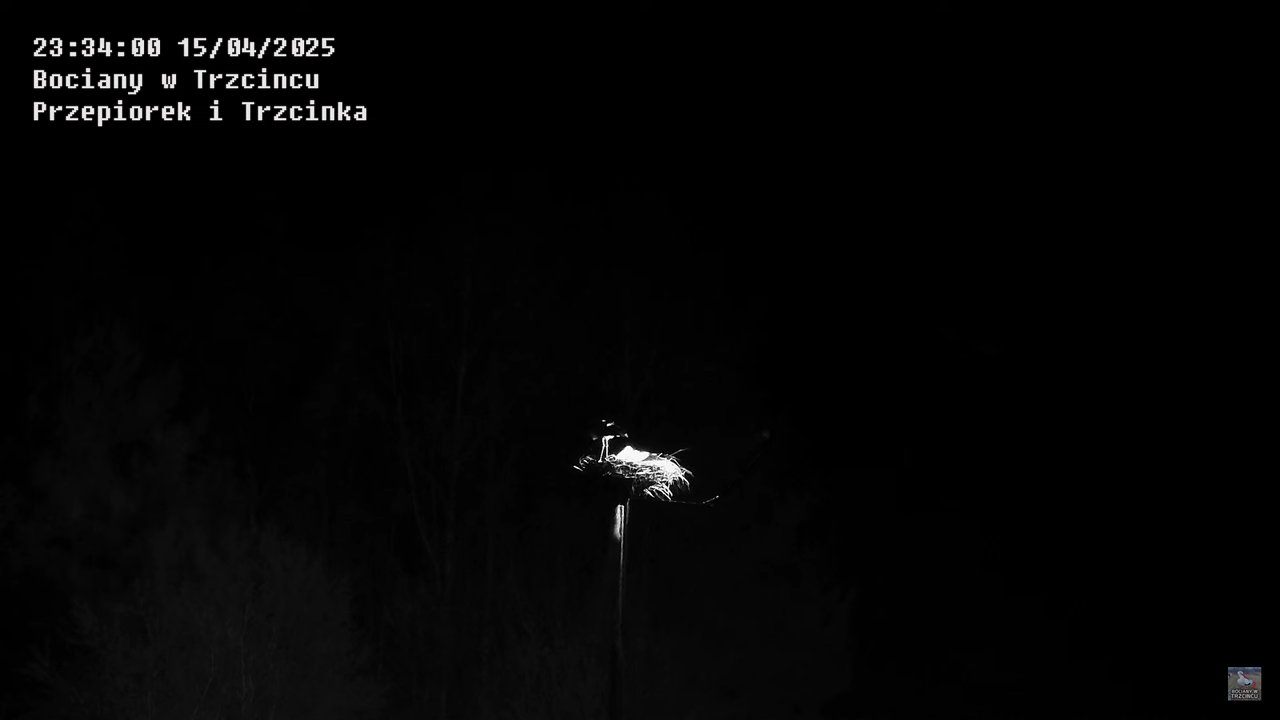 15042025bociany20