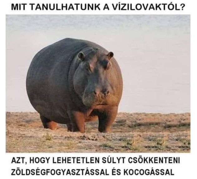 https://i.postimg.cc/TYcDtKG7/mit-tanulhatunk.jpg