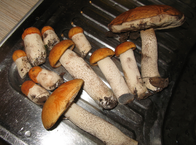 IMG-1035.jpg