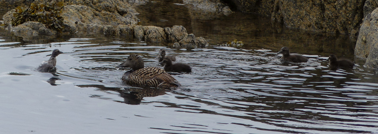 EIDER BROOD 2   210624