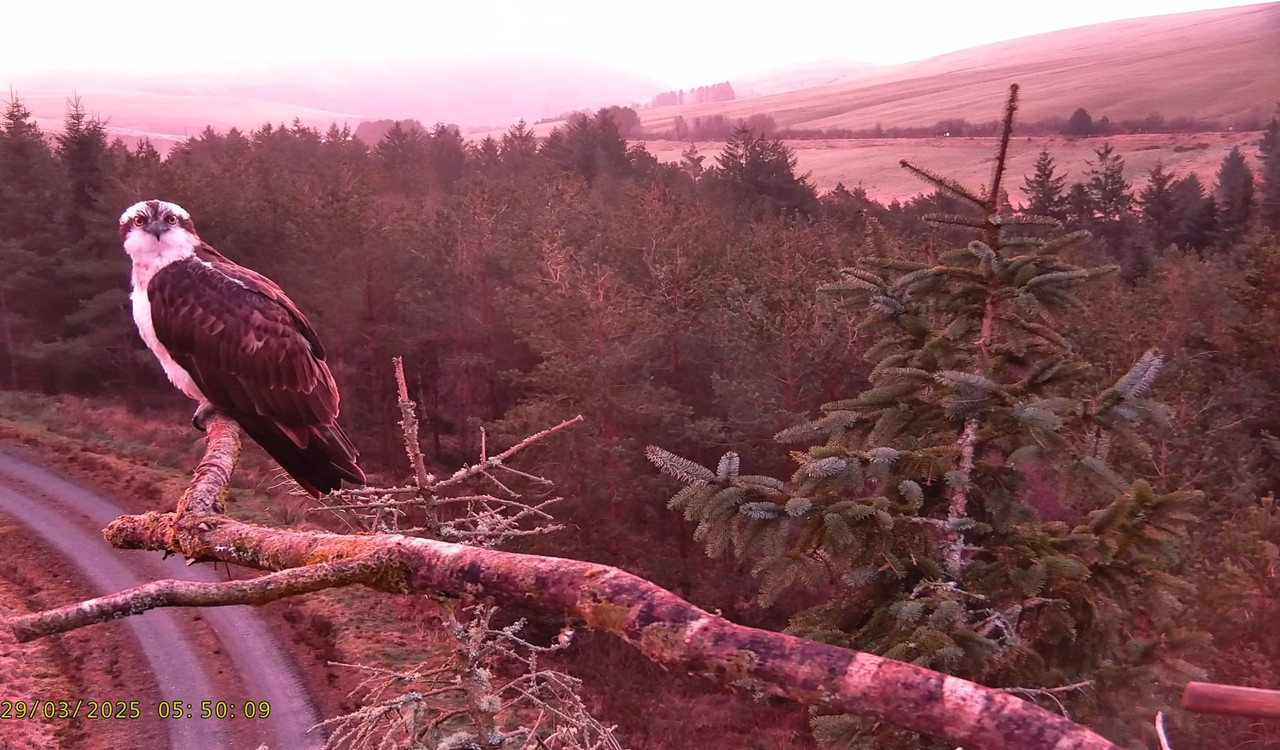 Llyn Clywedog_ 2 zivjērgļu asari🌙28_03_25 9-14-13 screenshot (1)
