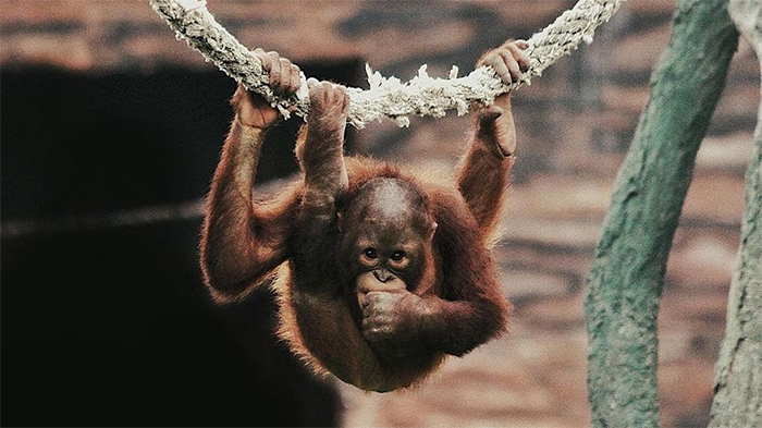 Orangutan di Jatim Park 2