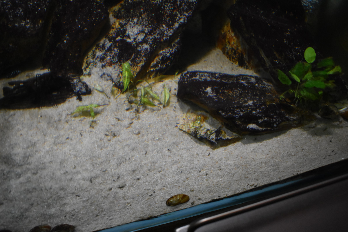 DSC_0006 - Copie (3)