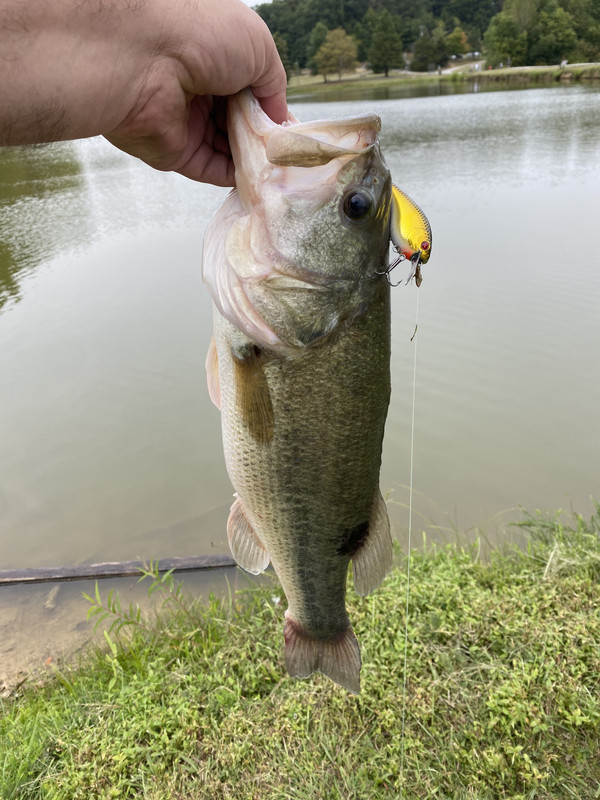 4lb7oz.jpg