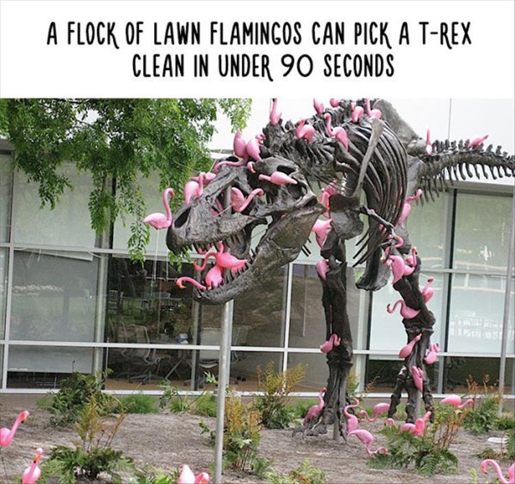 lawn_flamingos_vs_t-rex.jpg
