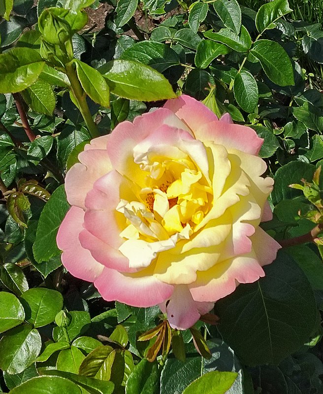 https://i.postimg.cc/TYdzqT6x/040-IMG-20240615-112605.jpg