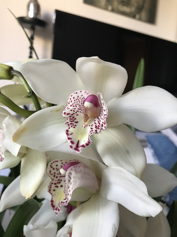 8925CCBA-724F-4AB6-AA90-27B23E9383BA