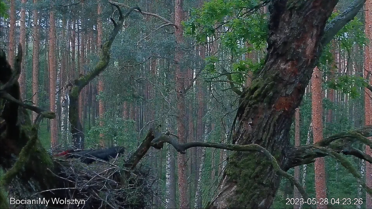 Zrzut ekranu (14531)