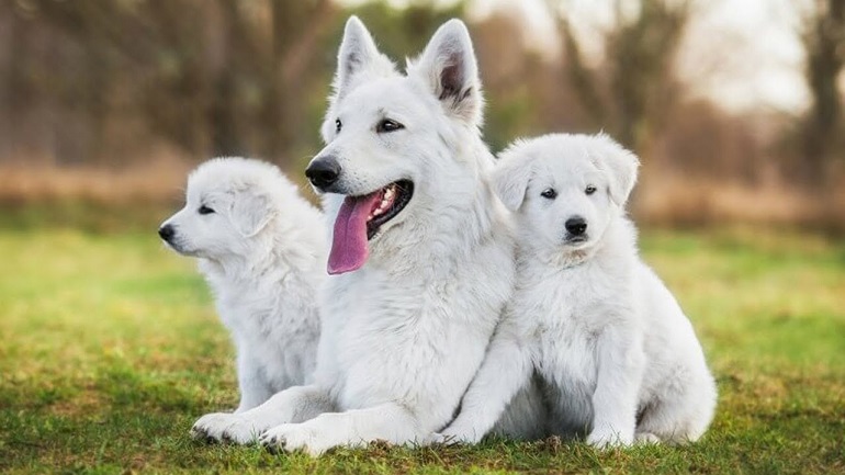 White German Shepherd
