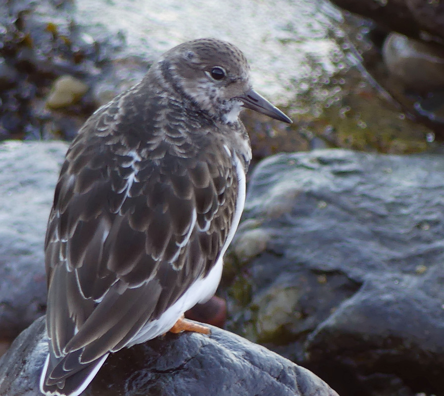 TURNSTONE 3