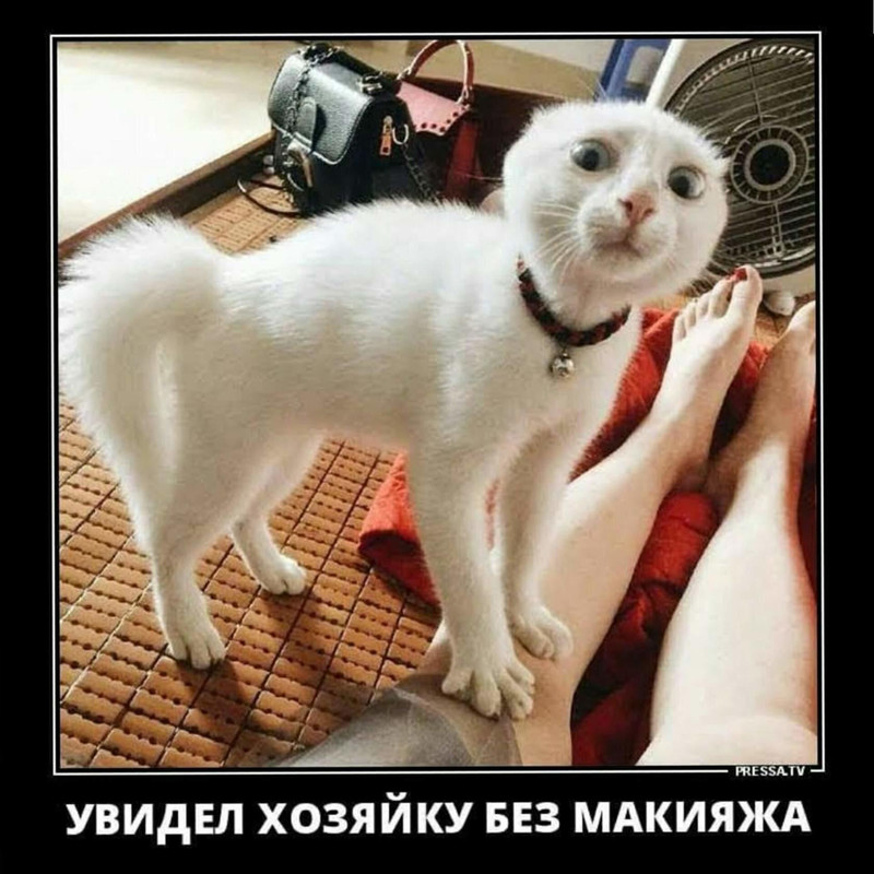 котик2