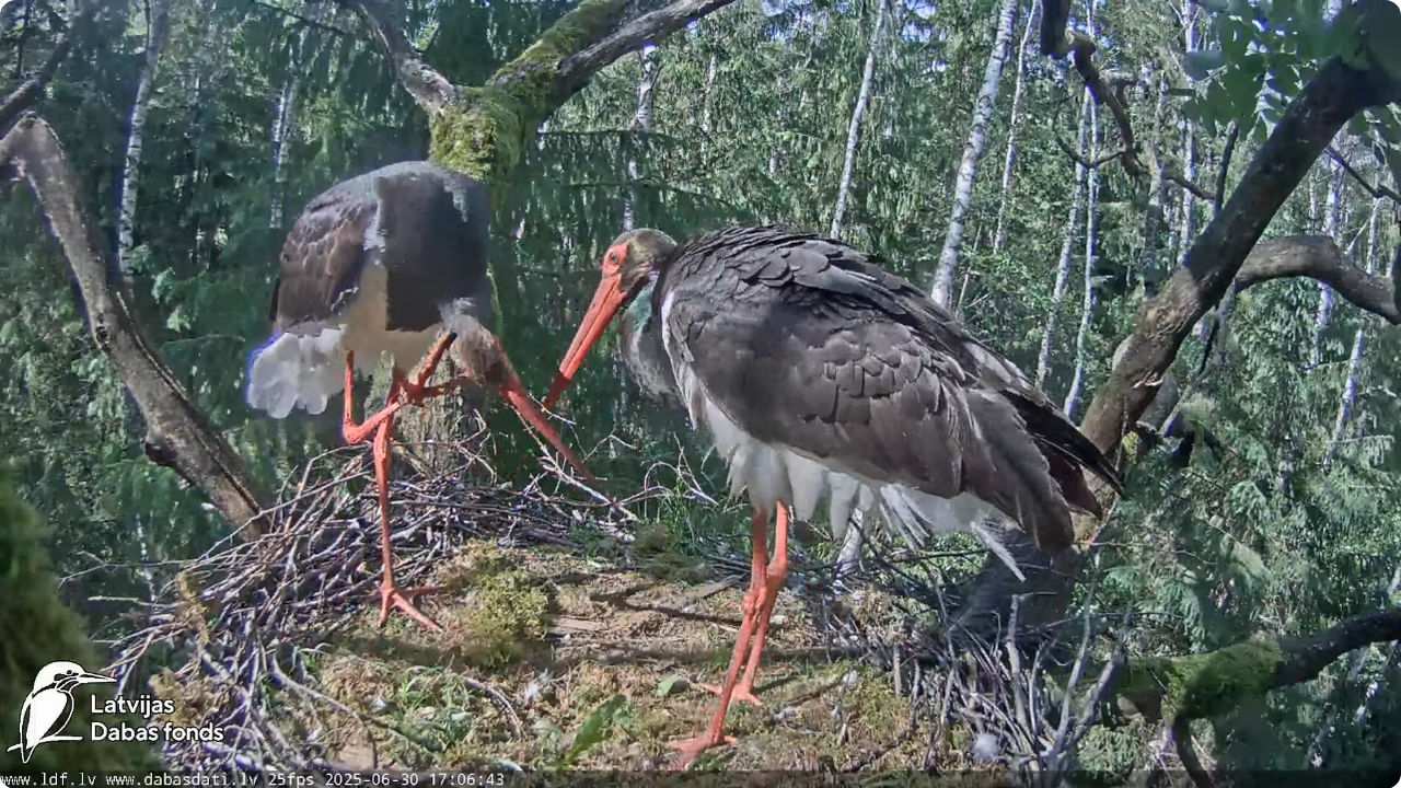 Screenshot 2025-06-30 at 20-33-28 Melnais stārķis (Ciconia nigra) Ogres novadā - LDF tiešraide - You
