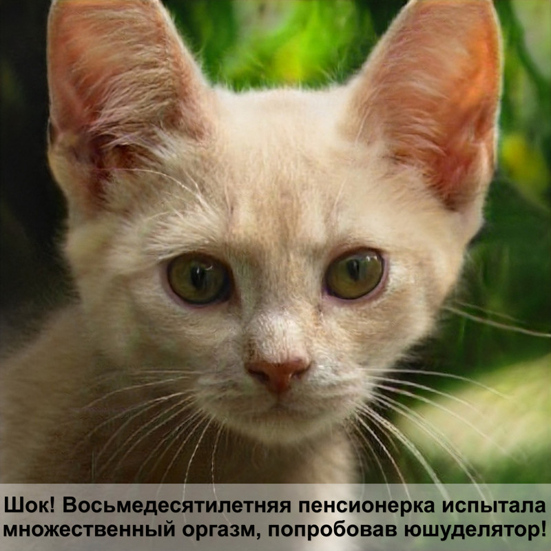 самые необычные окрасы кошек