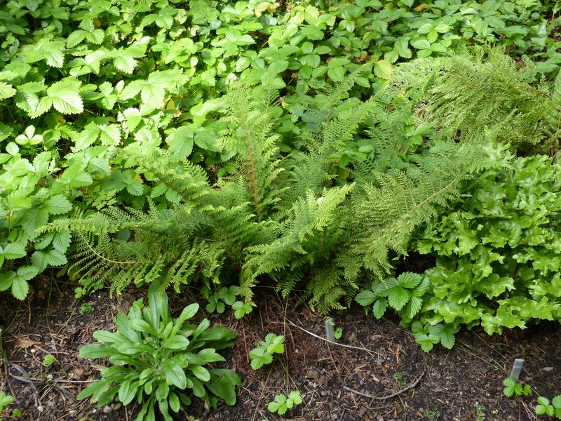 2014-07-13 Arboretum Härle 40