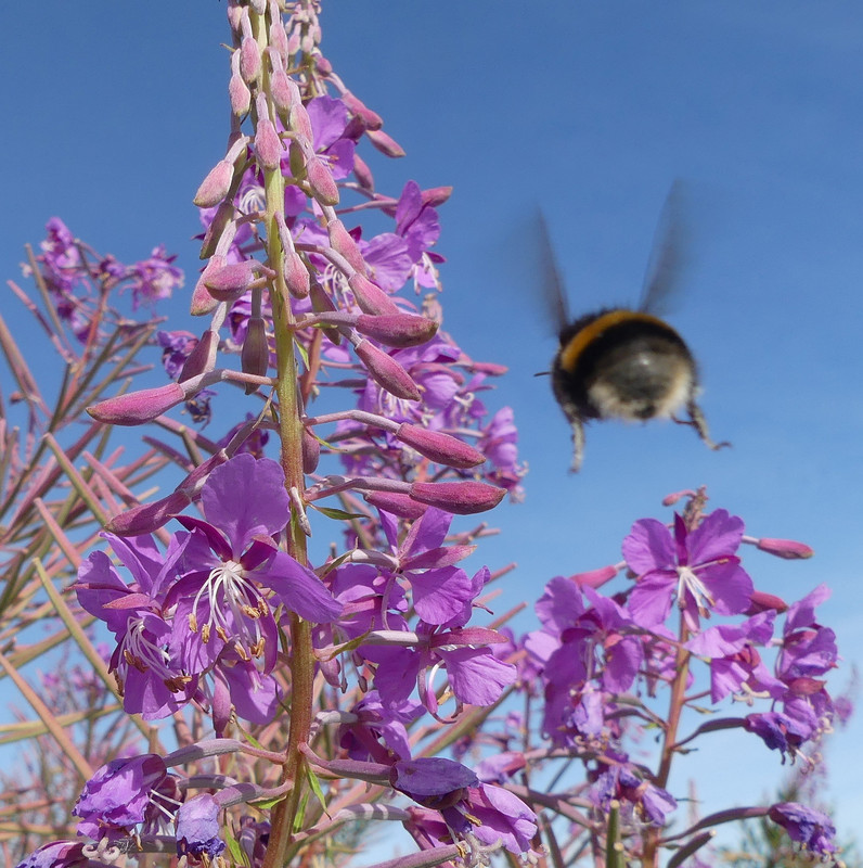 BEE INCOMING 1 110824