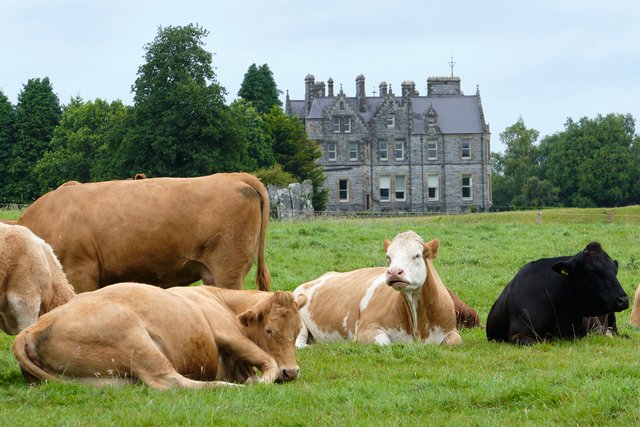 10 días por Irlanda en verano de 2024 - Blogs de Irlanda - DÍA 5 – Castillo Blarney – Parque Nacional Killarney (17)