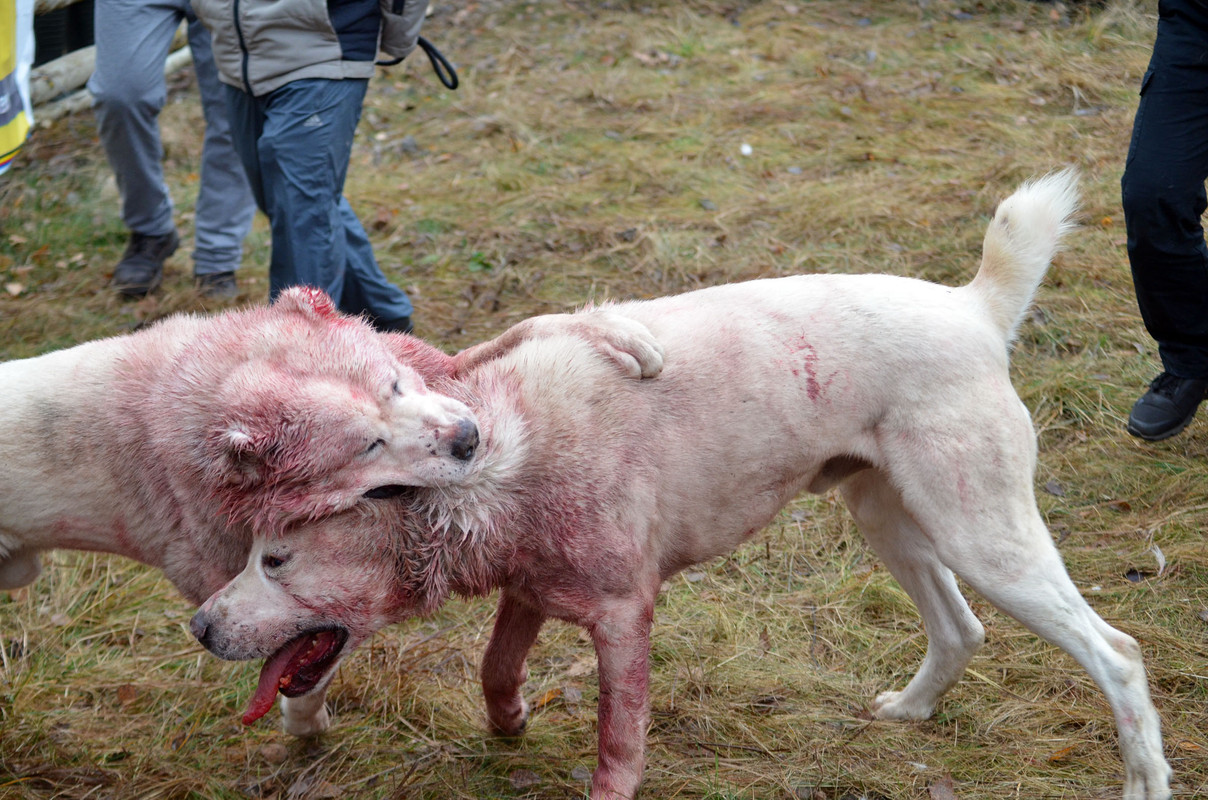 Самурыч-Уран 3     (7)