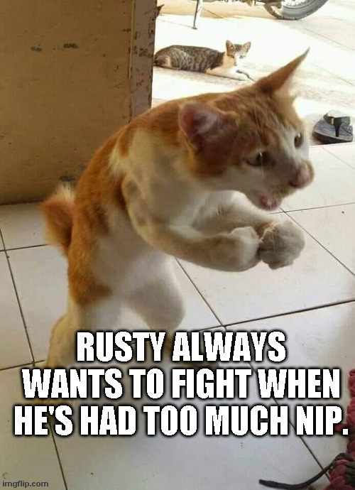 cat-rusty-wants-2-fight.jpg