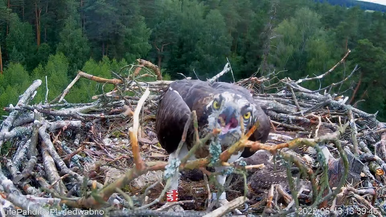 Rybołowy Online Puszcza Napiwodzko-Ramucka _ Ospreys Online in Napiwodzko-Ramucka Forest 7-25-55 scr