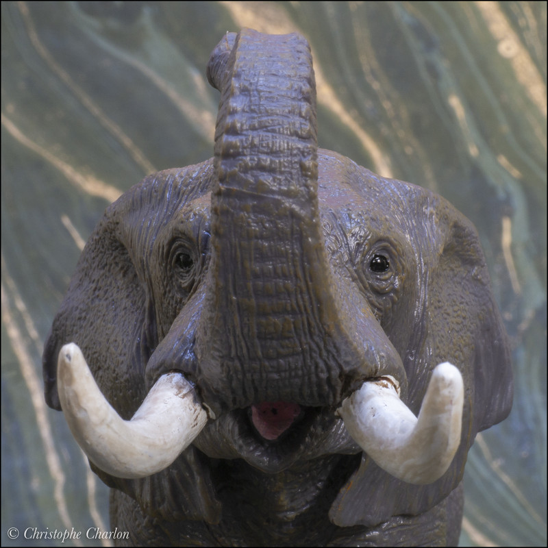 mojo - Mojo 2021 African elephant: a Walkaround by Kikimalou Mojo-381005-African-elephant-12