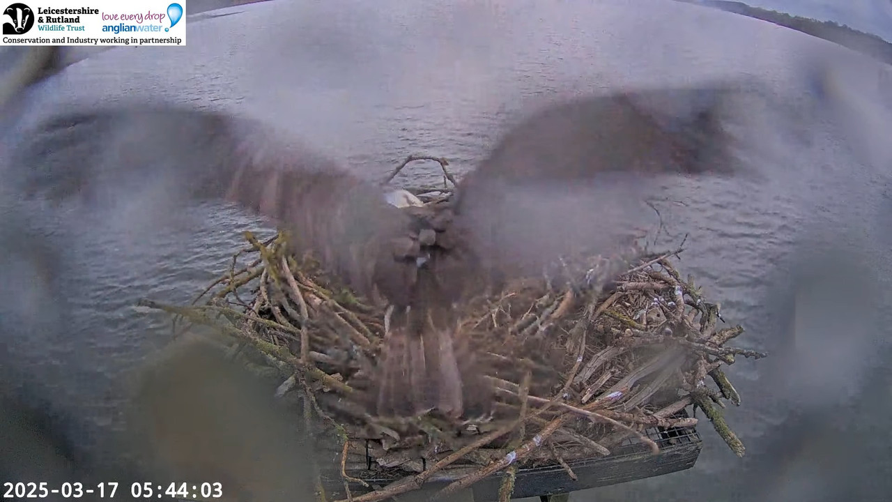 LRWT - Manton Bay Ospreys Live Webcam (Wide Angle) 10-10-48 screenshot